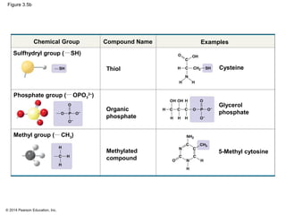 Sulfhydryl Example Biology in Focus Chapter 3 | PPT