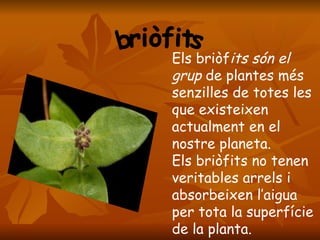 briòfits Els briòf its són el grup  de plantes més senzilles de totes les que existeixen actualment en el nostre planeta. Els briòfits no tenen veritables arrels i absorbeixen l’aigua per tota la superfície de la planta. 