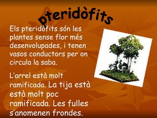 pteridòfits Els pteridòfits són les plantes sense flor més desenvolupades, i tenen vasos conductors per on circula la saba. L’arrel està molt ramificada.  La tija està està molt poc ramificada. Les fulles s’anomenen frondes. 
