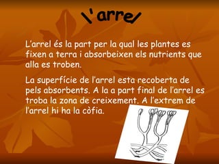 l'arrel L’arrel és la part per la qual les plantes es fixen a terra i absorbeixen els nutrients que alla es troben.  La superfície de l’arrel esta recoberta de pels absorbents. A la a part final de l’arrel es troba la zona de creixement. A l’extrem de l’arrel hi ha la còfia.  