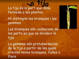 la tija  La tija és la part que dóna fermesa a les plantes. Hi distingim les branques i les gemmes. Les branques són cadascuna de les parts en que es divideix la tija. La gemmes són protuberàncies de la tija a partir de les quals creixen noves branques, fulles o flors. 