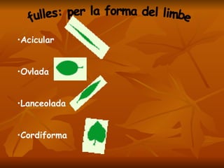 fulles: per la forma del limbe Acicular Ovlada Lanceolada Cordiforma 