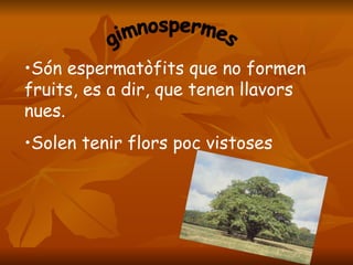 gimnospermes Són espermatòfits que no formen fruits, es a dir, que tenen llavors nues. Solen tenir flors poc vistoses  
