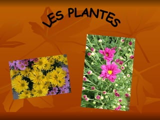 LES PLANTES 