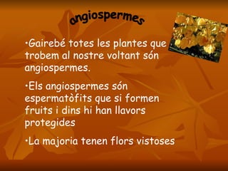 angiospermes Gairebé totes les plantes que trobem al nostre voltant són angiospermes. Els angiospermes són espermatòfits que si formen fruits i dins hi han llavors protegides  La majoria tenen flors vistoses  