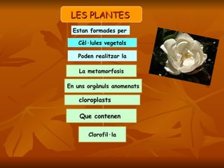 LES PLANTES  Estan formades per   Cèl·lules vegetals Poden realitzar la La metamorfosis En uns orgànuls anomenats cloroplasts Que contenen  Clorofil·la 
