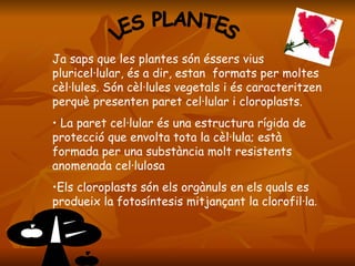 LES PLANTES Ja saps que les plantes són éssers vius pluricel·lular, és a dir, estan  formats per moltes cèl·lules. Són cèl·lules vegetals i és caracteritzen perquè presenten paret cel·lular i cloroplasts. La paret cel·lular és una estructura rígida de protecció que envolta tota la cèl·lula; està formada per una substància molt resistents anomenada cel·lulosa  Els cloroplasts són els orgànuls en els quals es produeix la fotosíntesis mitjançant la clorofil·la .  