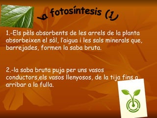 la fotosíntesis (1) 1.-Els pèls absorbents de les arrels de la planta absorbeixen el sòl, l’aigua i les sals minerals que, barrejades, formen la saba bruta. 2.-la saba bruta puja per uns vasos conductors,els vasos llenyosos, de la tija fins a arribar a la fulla.   