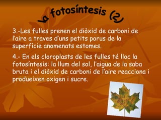la fotosíntesis (2) 3.-Les fulles  prenen el diòxid de carboni de l’aire a traves d’uns petits porus de la superfície anomenats estomes. 4.- En els cloroplasts de les fulles té lloc la fotosíntesis: la llum del sol, l’aigua de la saba bruta i el diòxid de carboni de l’aire reacciona i produeixen oxigen i sucre . 