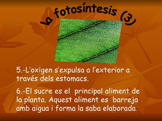 la fotosíntesis (3) 5.-L’oxigen s’expulsa a l’exterior a través dels estomacs. 6.-El sucre es el  principal aliment de la planta. Aquest aliment es  barreja amb aigua i forma la saba elaborada .   