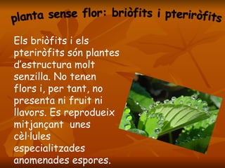 planta sense flor: briòfits i pteriròfits  Els briòfits i els pteriròfits són plantes d’estructura molt senzilla. No tenen flors i, per tant, no presenta ni fruit ni llavors. Es reprodueix mitjançant  unes cèl·lules especialitzades anomenades espores. 
