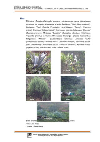 ESTUDIO DE IMPACTO AMBIENTAL

INSTALACIÓN DEL SISTEMA DE AGUA POTABLE Y ALCANTARILLADO DE LAS LOCALIDADES DE CHICCHUY Y COLPA ALTA

Flora.
El área de influencia del proyecto , en cuanto a la vegetación natural originaria está
constituida por especies arbóreas de la familia Betuláceas, “Aliso” (Alnus jorullensis);
Cactáceas, “Tuna” (Opuntia Picus-indica) Amarilidáceas, “Cabuya”; (Fourcoya
andina); Gramineas “Cola del caballo” (Andropogon bicornis); Solanaceas “Chamico”
(Daturastramonium);

Mirtáceas

“Eucalipto”

(Eucaliptos

“Higuerilla” (Ricimus communis); Mimosáceas “Huarango”
Poligonaceas

“Mullaca”

(Mueblenbeckia

volcánica);

globulus);

Euforbiacea

(Acacia macracantba);
Lamiáceas

“Muña”

(Mintbostacbys setosa), Fabaceas “Tara” ( Caesalpinia spinosa); Salicáceas “Sauce”
(Salix umboldtiana); Caprifoláceas “Sauco” (Sambucus perubiana); Apiaceas “Matico”
(Piper aduncum); Anacardiaceas “Molle” (Schinus molle),

La Cabuya

Molle

La Tuna

Aliso

Eucalipto
Entre la flora domestica principales se encuentran los siguientes:
“Maiz” Zea mayz
“Achira” Canna indica

OFICINA: JR. LOS CHASQUIS #101 – PAUCARBAMBA – AMARILIS – HUÁNUCO
TELÉFONO (062) 510426 – CELULAR (062) 962790416

 