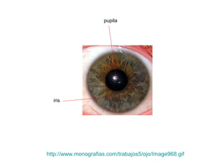 pupila




  iris




http://www.monografias.com/trabajos5/ojo/Image968.gif
 