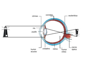 coroides                     esclerótica
 córnea




  iris
pupila




                                               nervio
humor     cristalino     retina   humor        óptico
acuoso                            vítreo
 