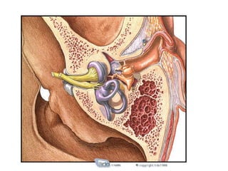 03 luz y sonido 2esoc
