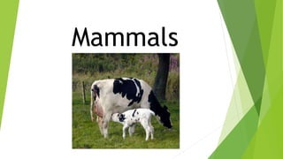 Mammals
 