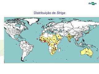 Distribuição de Striga 
 
