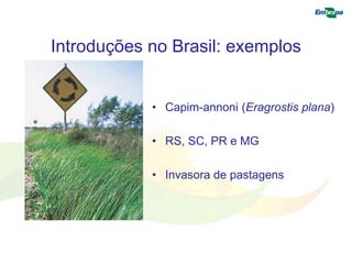 Introduções no Brasil: exemplos 
• Capim-annoni (Eragrostis plana) 
• RS, SC, PR e MG 
• Invasora de pastagens 
 