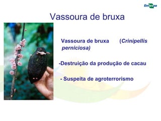 Vassoura de bruxa 
Vassoura de bruxa (Crinipellis 
perniciosa) 
-Destruição da produção de cacau 
- Suspeita de agroterrorismo 
• s à produção 
 