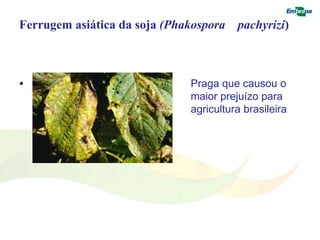 Ferrugem asiática da soja (Phakospora pachyrizi) 
• Praga que causou o 
maior prejuízo para 
agricultura brasileira 
 