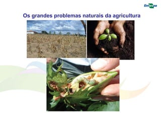 Os grandes problemas naturais da agricultura 
 