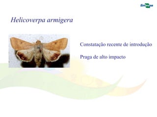 Helicoverpa armigera 
Constatação recente de introdução 
Praga de alto impacto 
 