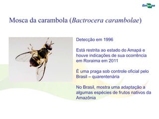 Mosca da carambola (Bactrocera carambolae) 
Detecção em 1996 
Está restrita ao estado do Amapá e 
houve indicações de sua ocorrência 
em Roraima em 2011 
É uma praga sob controle oficial pelo 
Brasil – quarentenária 
No Brasil, mostra uma adaptação a 
algumas espécies de frutos nativos da 
Amazônia 
 