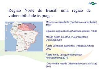 Região Norte do Brasil: uma região de 
vulnerabilidade às pragas 
Mosca-da-carambola (Bactrocera carambolae) 
1996 
Sigatoka-negra (Micosphaerella fijiensis) 1998 
Mosca-negra do citrus (Aleurocanthus 
woglumi) 2001 
Ácaro vermelha palmeiras (Raioella indica) 
2009 
Ácaro-hindu (Schyzotetranychus 
hindustanicus) 2010 
Cochonilha rosada (Maconellicoccus hirsutus) 
2011 
 