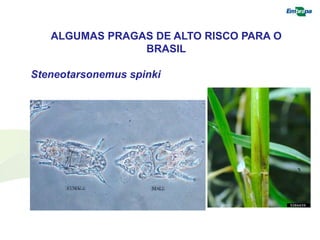 ALGUMAS PRAGAS DE ALTO RISCO PARA O 
BRASIL 
Steneotarsonemus spinki 
 