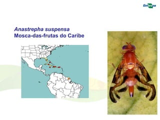 Anastrepha suspensa 
Mosca-das-frutas do Caribe 
 