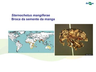 Sternochetus mangiferae 
Broca da semente da manga 
 