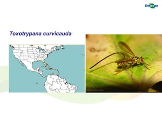 Toxotrypana curvicauda 
 