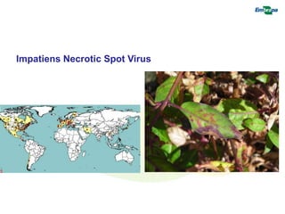 Impatiens Necrotic Spot Virus 
 