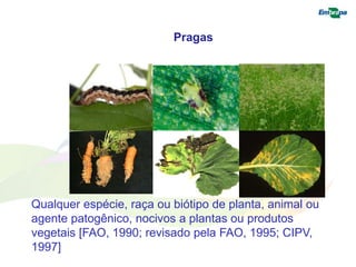Pragas 
Qualquer espécie, raça ou biótipo de planta, animal ou 
agente patogênico, nocivos a plantas ou produtos 
vegetais [FAO, 1990; revisado pela FAO, 1995; CIPV, 
1997] 
 