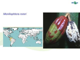 Moniliophtora roreri 
 