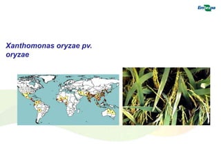 Xanthomonas oryzae pv. 
oryzae 
 