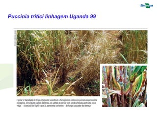Puccinia tritici linhagem Uganda 99 
 