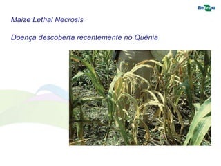 Maize Lethal Necrosis 
Doença descoberta recentemente no Quênia 
 