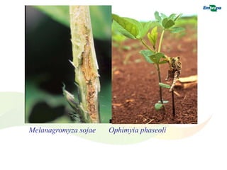 Melanagromyza sojae Ophimyia phaseoli 
 