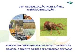 UMA GLOBALIZAÇÃO INDESEJÁVEL, 
A BIOGLOBALIZAÇÃO ! 
AUMENTO DO COMÉRCIO MUNDIAL DE PRODUTOS AGRÍCOLAS, 
SIGNIFICA O AUMENTO DO RISCO DE INTRODUÇÃO DE PRAGAS 
 
