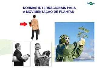 NORMAS INTERNACIONAIS PARA 
A MOVIMENTAÇÃO DE PLANTAS 
 