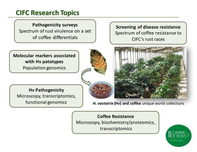 03 maria do céu machado lavado da silva | PPT
