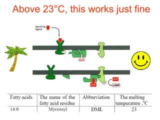 03 Membrane Fluidity | PPT