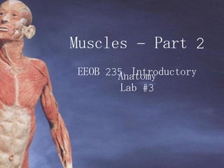 Muscles – Part 2 EEOB 235: Introductory Anatomy Lab #3 