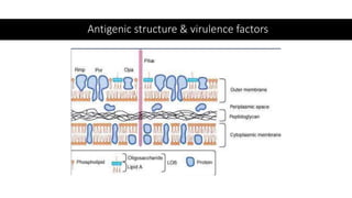 Antigenic structure & virulence factors
 