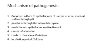 Mechanism of pathogenesis:
1. Gonococci adhere to epithelial cells of urethra or other mucosal
surface through pili
2. penetrate through the intercellular space
3. reach the sub epithelial connective tissue &
4. causes inflammation
5. Leads to clinical manifestations
6. Incubation period: 2-8 days.
 