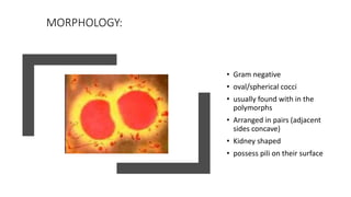 MORPHOLOGY:
• Gram negative
• oval/spherical cocci
• usually found with in the
polymorphs
• Arranged in pairs (adjacent
sides concave)
• Kidney shaped
• possess pili on their surface
 