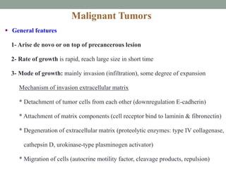  General features
1- Arise de novo or on top of precancerous lesion
2- Rate of growth is rapid, reach large size in short time
3- Mode of growth: mainly invasion (infiltration), some degree of expansion
Mechanism of invasion extracellular matrix
* Detachment of tumor cells from each other (downregulation E-cadherin)
* Attachment of matrix components (cell receptor bind to laminin & fibronectin)
* Degeneration of extracellular matrix (proteolytic enzymes: type IV collagenase,
cathepsin D, urokinase-type plasminogen activator)
* Migration of cells (autocrine motility factor, cleavage products, repulsion)
Malignant Tumors
 