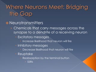 Inhibitory Message 03 neuroscience & behavior | POTX