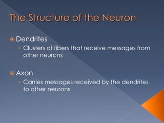 The Structure of the Neuron
 Dendrites
› Clusters of fibers that receive messages from
other neurons
 Axon
› Carries messages received by the dendrites
to other neurons
 